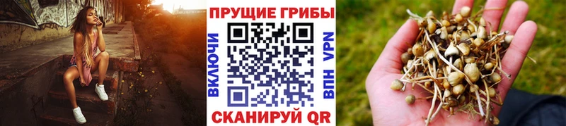 Псилоцибиновые грибы мицелий  купить наркотики сайты  Оренбург 